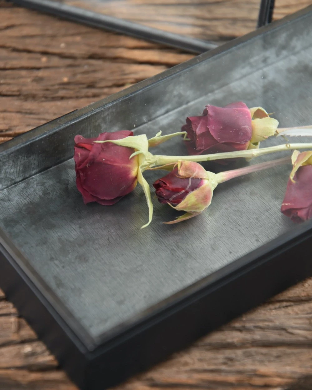 Langwerpig Kistje Met Glazen Deksel 3 Langwerpig Kistje Met Glazen Deksel
